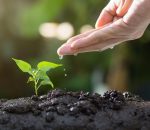 soil, plants, grow, agriculture, green, life, seed, tree, seeding, leaves, sprout, garden, environmental, ecology, growth, planting, spring, gardening, nature, soil, sprout, ecology, growth, growth, planting, planting, gardening, gardening, gardening, gardening, gardening